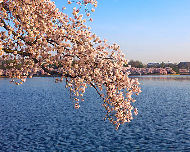 istock Cherry blossom festival in Washington, DC 478987475