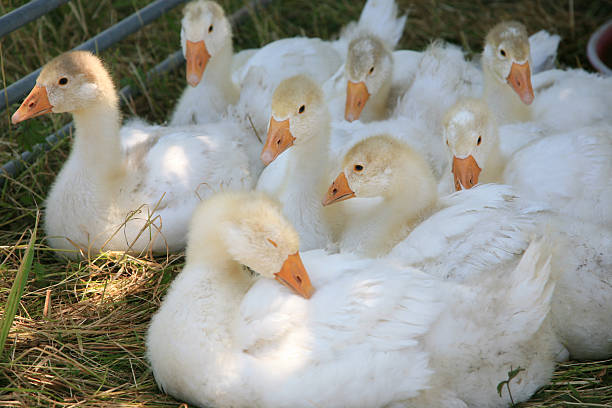 istock Young geese at a farm 478987694