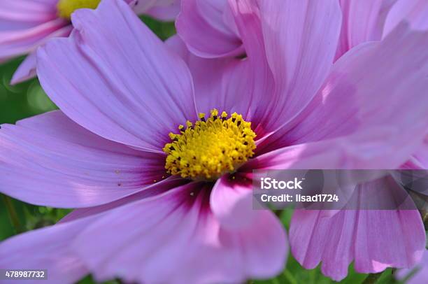 Cosmos Flower Single Angled View Stock Photo - Download Image Now - 2015, Beauty In Nature, Bright