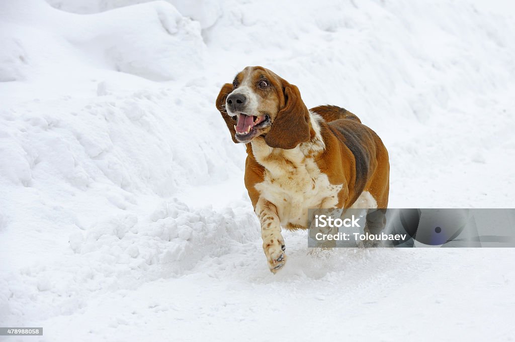Basset hound is running over snow Basset Hound Stock Photo