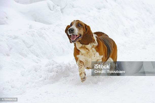 Basset Hound Is Running Over Snow Stock Photo - Download Image Now - Basset Hound, Dog, 2015