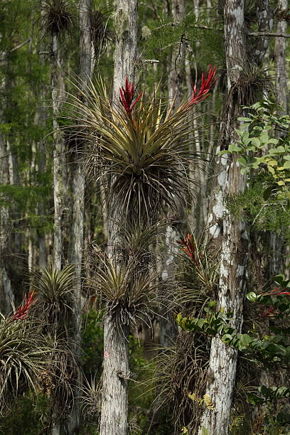 air 植物でビッグサイプレス国立自然保護区 - big cypress swamp ストックフォトと画像