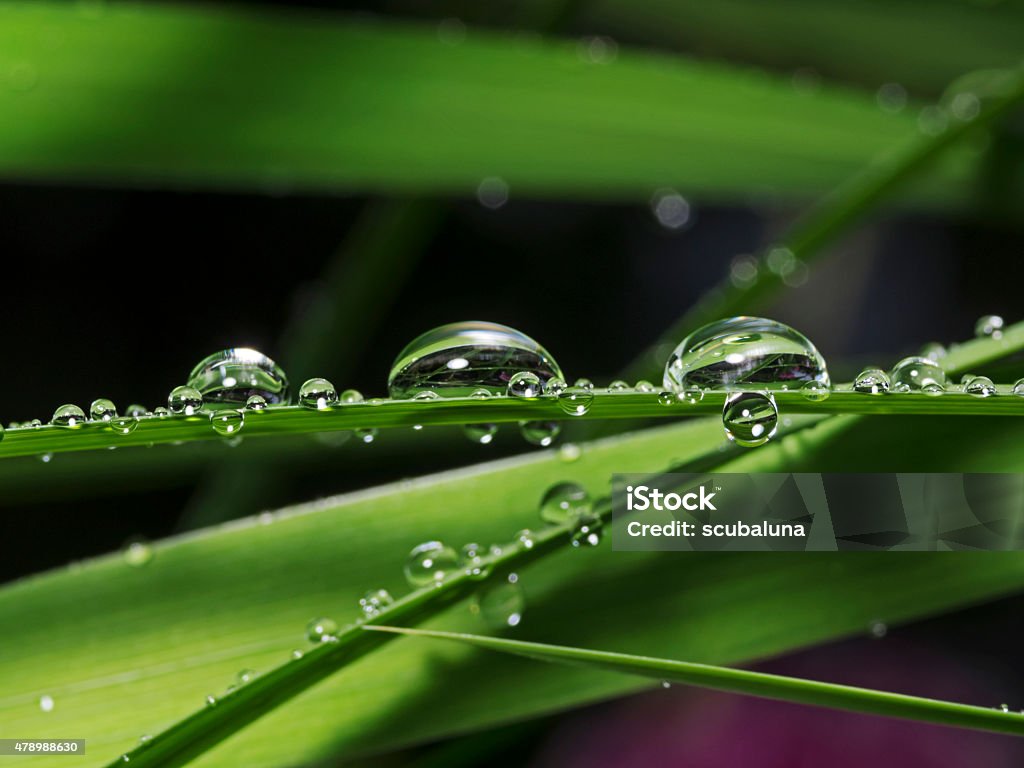 Rain-soaked plant leafs, Regennasse Pflanzenblätter Outdoor close up photography from water drops on a plant leaf. 2015 Stock Photo