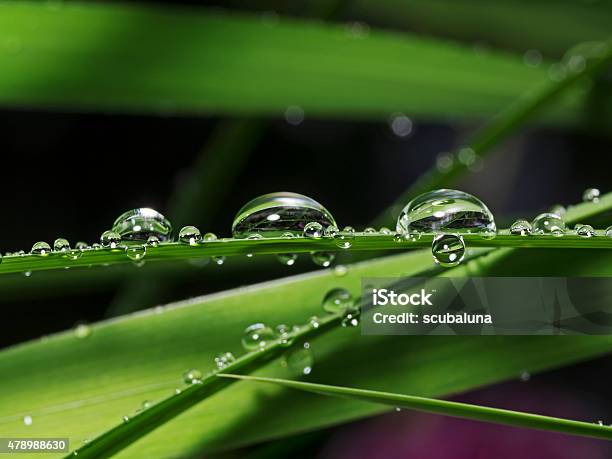 Rainsoaked Plant Leafs Regennasse Pflanzenblätter Stock Photo - Download Image Now