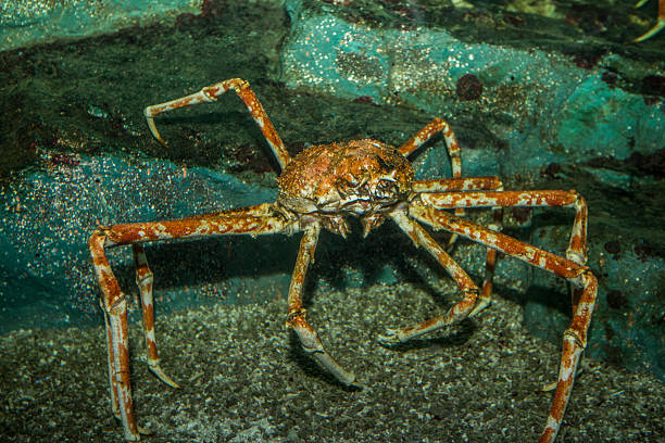 caranguejo-rei - caranguejo real do alasca - fotografias e filmes do acervo