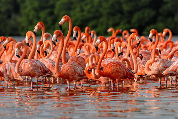 istock Flock of greater flamingos 478993161