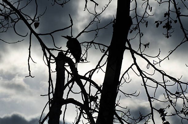 istock Silhouette of Great Blue Heron Perched in a Tree 478993693