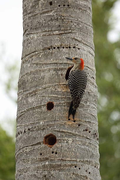 istock Red-bellied Woodpecker 478994652