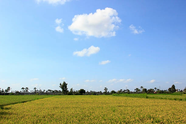 campo de arroz com casas no fundo, damieta, egipto - vegitables imagens e fotografias de stock