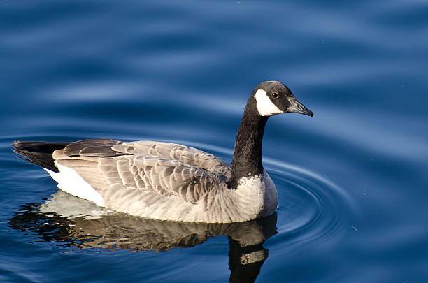 istock Canada Goose Swimming in Blue Water 478995051