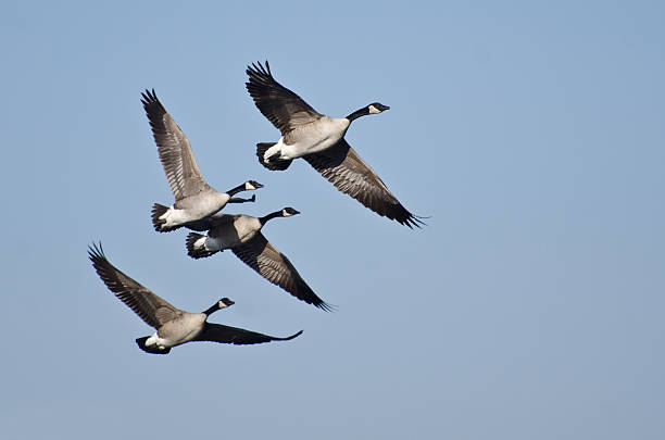 istock Four Canada Geese Flying in Blue Sky 478995297