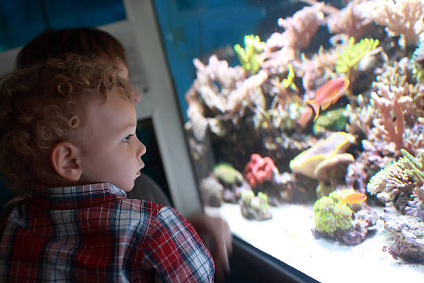 istock Child watching fishes 478995790