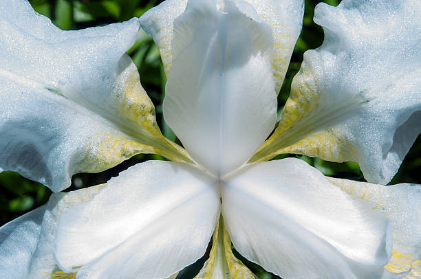 White Iris stock photo