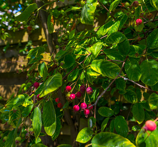 coltivazione di frutta su un albero di luce del sole in estate - sarvis foto e immagini stock