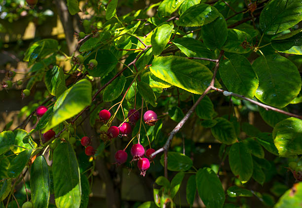 coltivazione di frutta su un albero di luce del sole in estate - sarvis foto e immagini stock