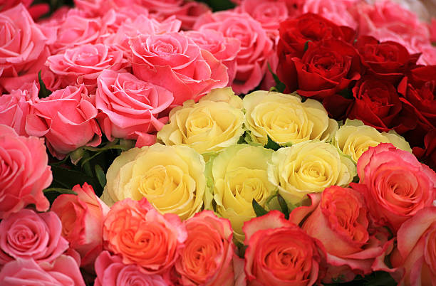 istock Beautiful pink, red and yellow rose bouquet 478996733