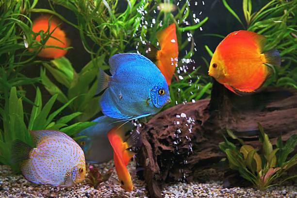 Discus (Symphysodon), multi-colored cichlids in the aquarium Discus (Symphysodon), multi-colored cichlids in the aquarium, the freshwater fish native to the Amazon River basin freshwater fish stock pictures, royalty-free photos & images