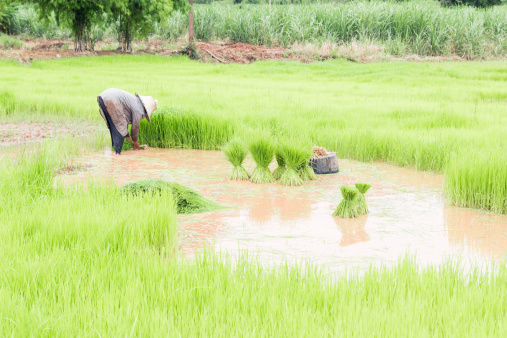Farmers removal of seedlings to planting rice,Traditional Thai style rice growth
