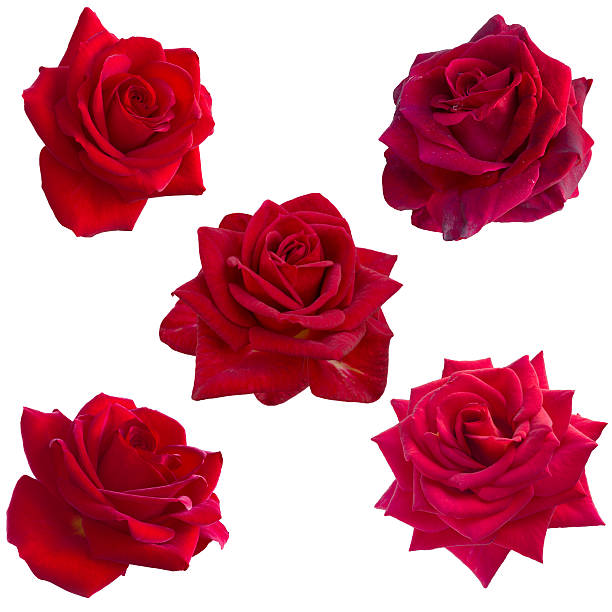 istock collage of five red roses 478999146
