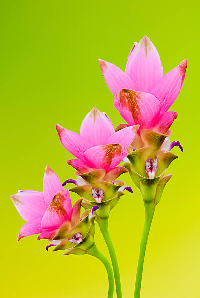 istock Siam tulip flowers on green background 478999215