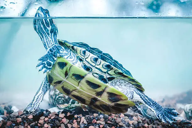 Red-eared slider swimming in the aquarium.