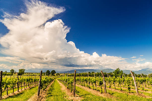 istock grapevine field in the italian countryside 478999410