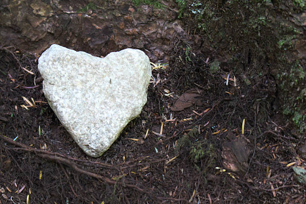 istock Heart of the Forrest 478999528