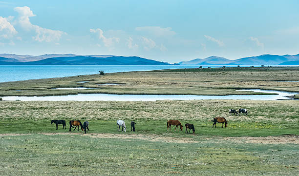 horse in the nature reserve of Lake Baikal stock photo