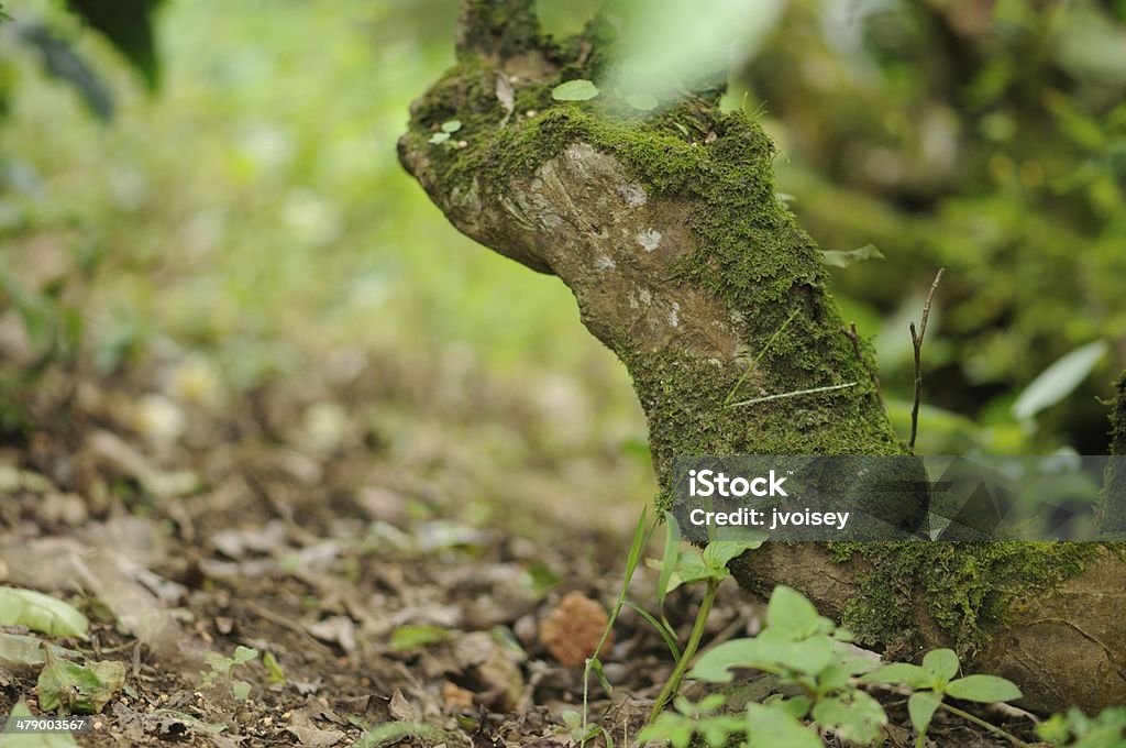 Tee Bush Trunk - Lizenzfrei Baumbestand Stock-Foto