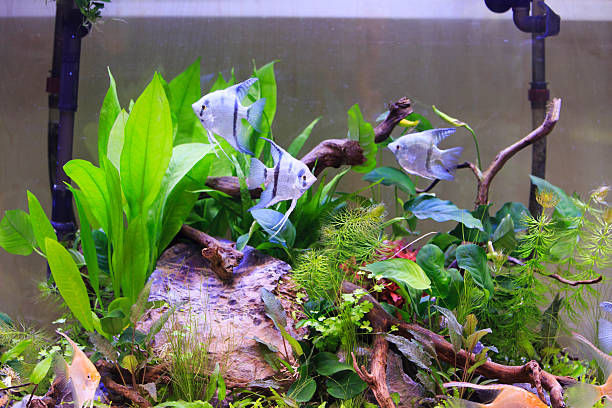 istock tank with aquatic plants 479005081