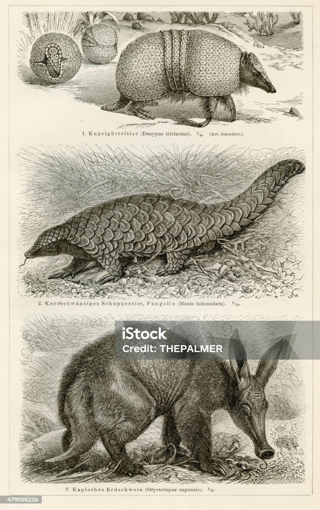 Armadillo and Pangolin engraving 1897 Armadillo and Pangolin engraving Pangolin stock illustration