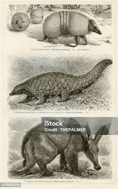 Armadillo And Pangolin Engraving 1897 Stock Illustration - Download Image Now - Pangolin, Aardvark, 2015