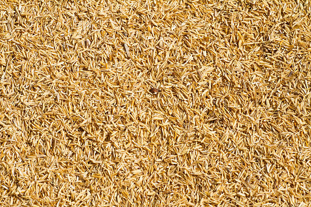 istock Dry straw background 479005623