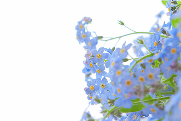 istock delicate flowers forget-me-not illuminated by light 479005965