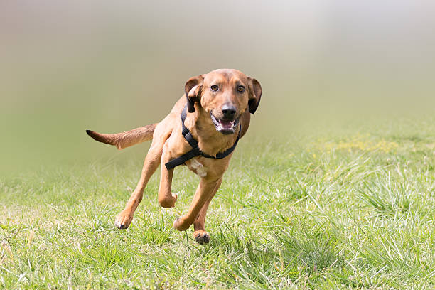 istock Happy hunt dog running at a park. 479008668