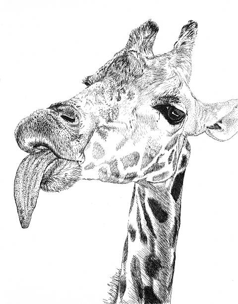 Giraffe Licking for Food