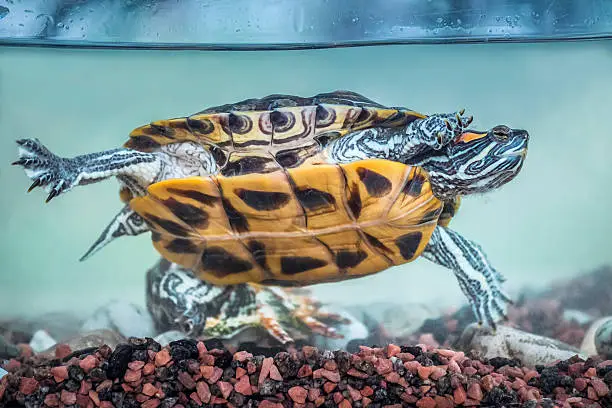 Red-eared slider swimming in the aquarium.