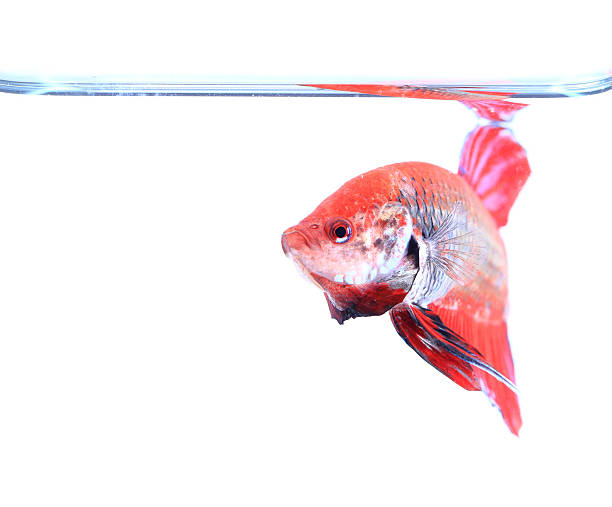 istock siamese fighting fish , betta isolated on white background 479012158