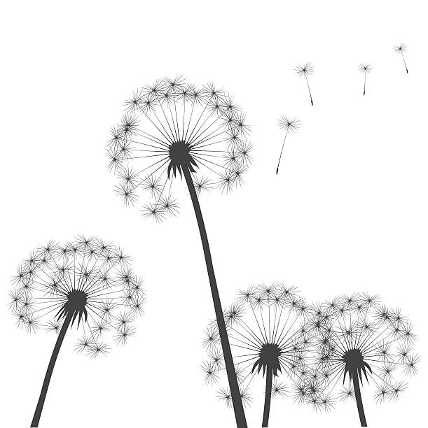 illustrazioni stock, clip art, cartoni animati e icone di tendenza di nero vettoriale dandelions - dandelion single flower flower white