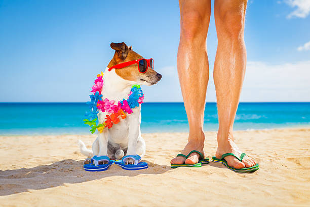 istock dog and owner  summer holidays 479012308