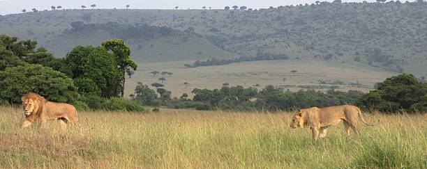 istock Pride Of Lions 479016296