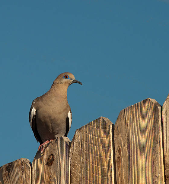 istock White-Winged Dove on Wooden Fence 479016448