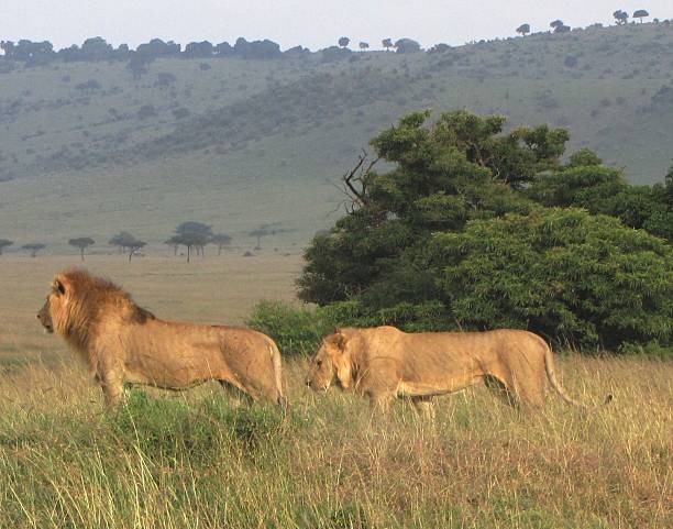 istock Lions, Masai Mara National Reserve, Kenya 479019228