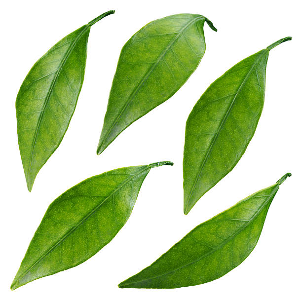 istock Citrus leaves isolated on a white background 479019428