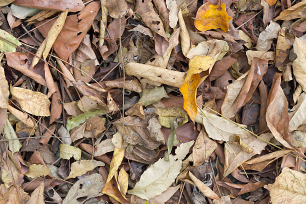 istock Brown fallen leaves laying on the ground. 479019460