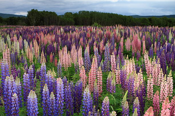 istock Russell Lupin flowers 479019899