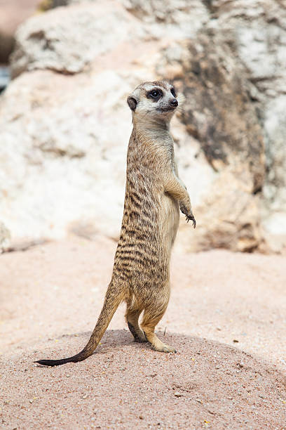 スリカータまたは suricate ます。 - ミーアキャット ストックフォトと画像