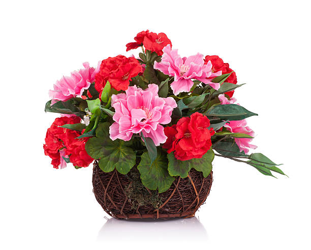 istock Lovely flowers isolated on white background 479022920