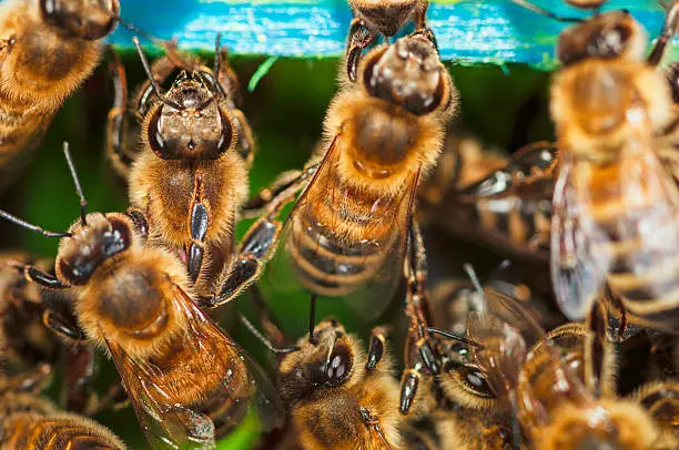 Group of honeybees into a  beehive.