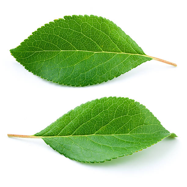 Plum leaves isolated on white background
